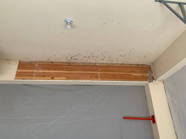 Best Crawl Space Mold Remediation  in Lopezville, TX